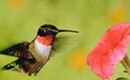FESTIVAL: Hummingbird Festival at Reedy Creek Nature Preserve