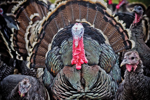 GOBBLE GOBBLE: Turkeys at East of Eden Farms - MEREDITH JONES