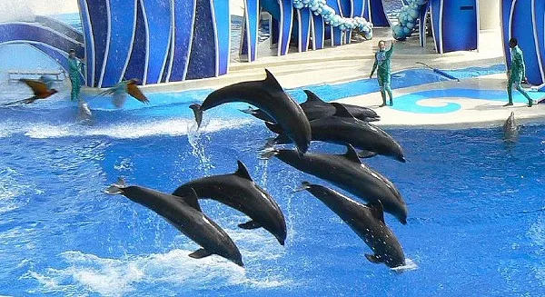 800px-SeaWorldORL08-04-01b.JPG