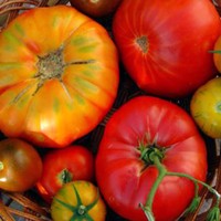 Learn to cook with tomatoes with Chef Gene Briggs