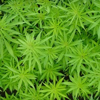 Majority of North Carolininans support medical marijuana
