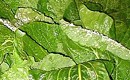 McCrory's answer to state's hunger problem: Free turnip greens!