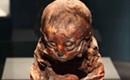 <em>Mummies of the World</em> exhibit