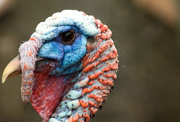 Ooh, pretty colors: Your turkey on drugs