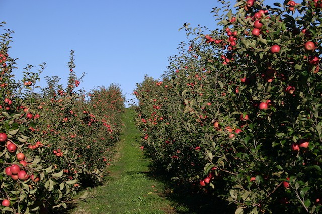 (Photo Courtesy of Perry Lowe Orchards)