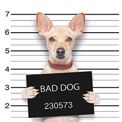 mugshot-dog-521707557_3159x3159.jpg