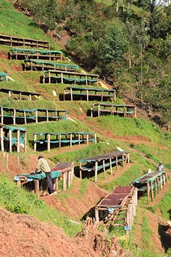 Coffee drying on a Burundi hillside. (Courtesy of Counter Culture Coffee)