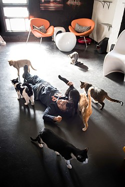 Lori Konawalik's son, Carter, lounges with cats at Mac Tabby. (Photo by Lori Konawalik)