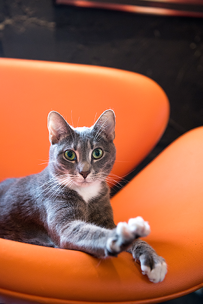 Gretchen at Mac Tabby. (Photo by Lori Konawalik)