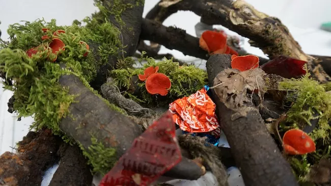 Raw materials and natural debris waiting to be added to a sphere. (Photo by Katie St. Clair)