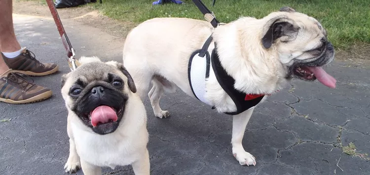pugfest.jpg