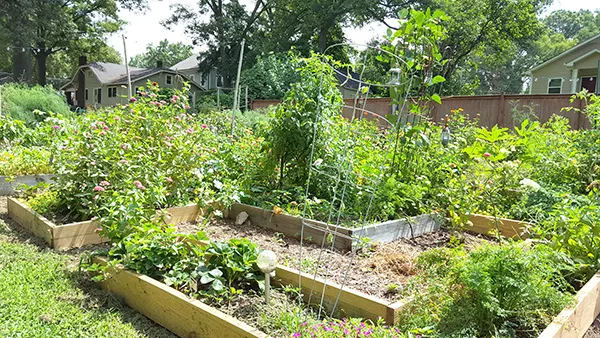 Leadbetter's backyard garden in Belmont. (Photo by Alison Leininger)