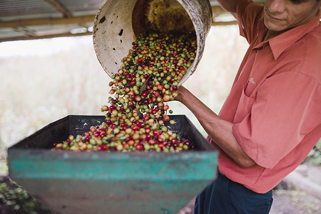 Drying the coffee beans. (Photo by Nahun Rodriguez)