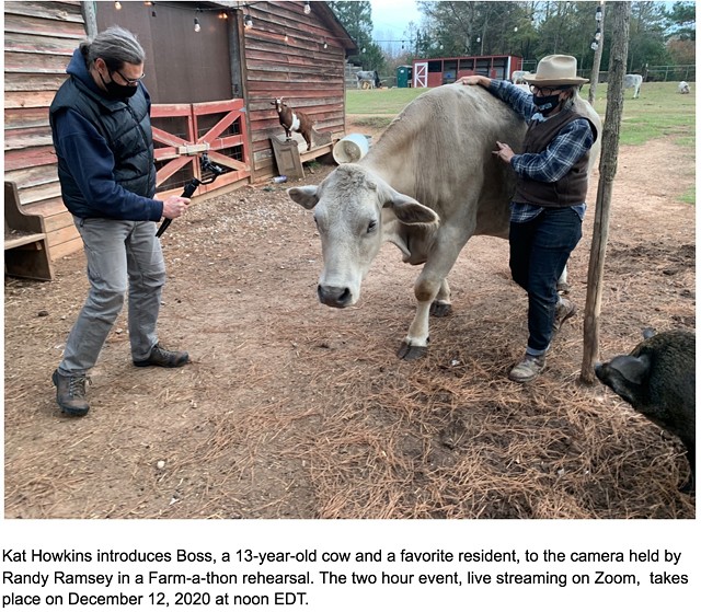 Kat Howkins introduces Boss, a 13-year-old cow and a favorite resident, to the camera held by Randy Ramsey in a Farm-a-thon rehearsal. The two hour event, live streaming on Zoom,  takes place on December 12, 2020 at noon.