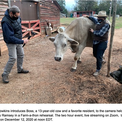Kat Howkins introduces Boss, a 13-year-old cow and a favorite resident, to the camera held by Randy Ramsey in a Farm-a-thon rehearsal. The two hour event, live streaming on Zoom,  takes place on December 12, 2020 at noon.