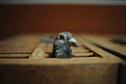 A racing pigeon in a traveling case. - ROY GUMPEL