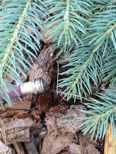 A trickle of water for several hours or more works well for tree root systems. - LARRY DECKER
