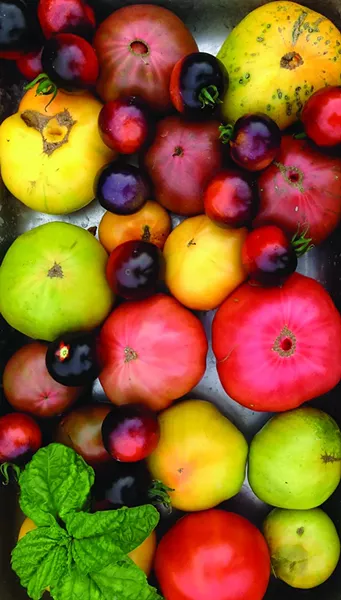 A variety of tomatoes from the Greene Bee Greenhouse.