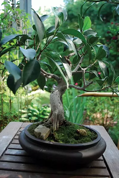 An honest oversight had big consequences for a bonsai collection, as nurseryman Drew Zantopp tells in this story.