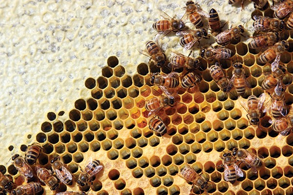 Bees busy storing honey (light yellow) and pollen (dark yellow) to feed the hive through the coming winter. - PETER BARRETT