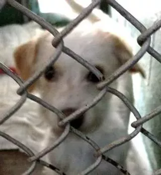 Terrier Thrown From Moving Truck Awaits New Home