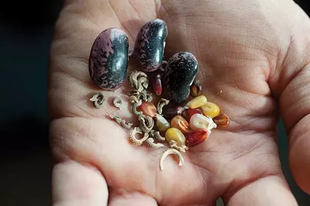 Hudson Valley Seed Library | General Food & Drink | Hudson ...
