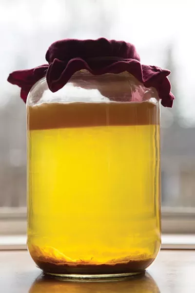 Cider vinegar fermenting in a gallon jar; the thick layer of mother is clearly visible on top. - PETER BARRETT