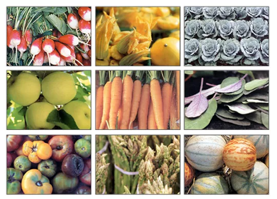 csa-farms.jpg