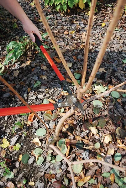Cut back a purple smokebush hard in early spring to ensure deepest foliage color. - LARRY DECKER
