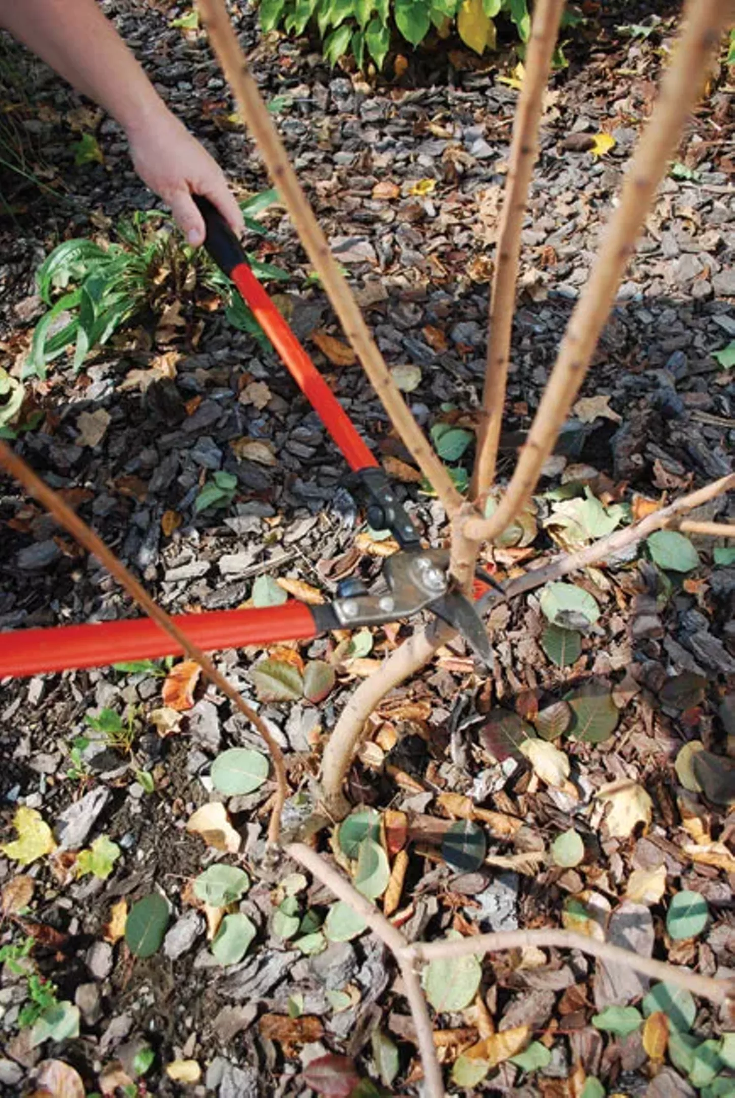 Pruning Shrubs, the Hard Way Gardening Hudson Valley Hudson