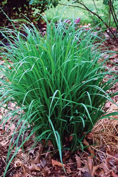 Deer-resistant big bluestem grass.