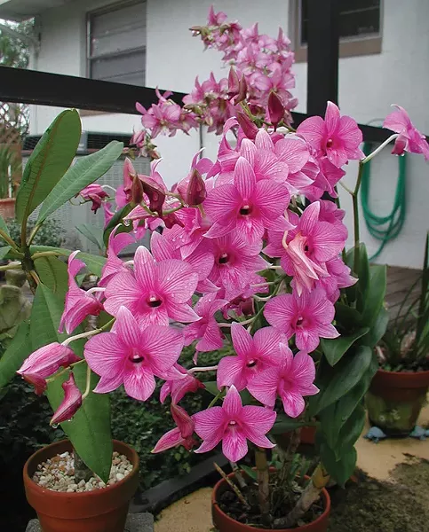 Dendrobium orchids sometimes bloom in “sprays” rather than as single large blooms.