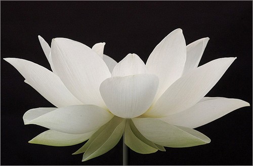 white_lotus-01.jpg