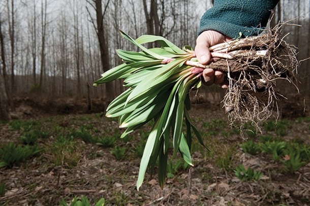 Foraging for ramps in Ulster County. Ramp Fest will take place at Basilica Hudson on May 4. - JENNIFER MAY