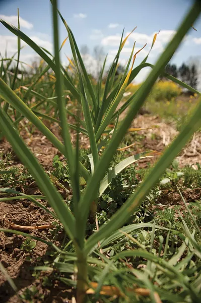 Garlic at Taliaferro Farm. - ROY GUMPEL