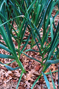 Garlic coming up through leaves left in the garden.