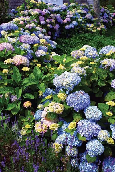 Hydrangea