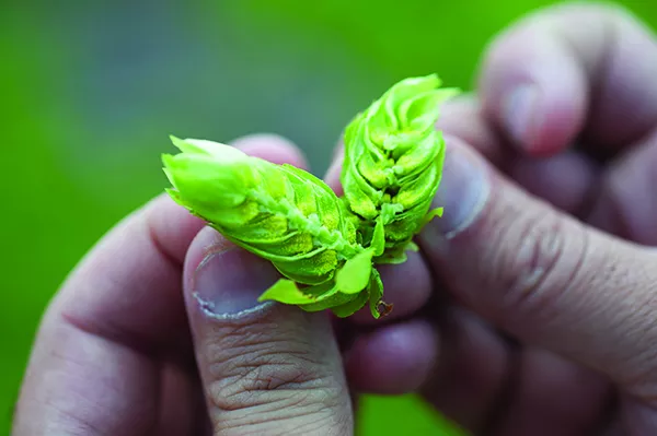 Justin Riccobono with Cascade Hops. - ROY GUMPEL