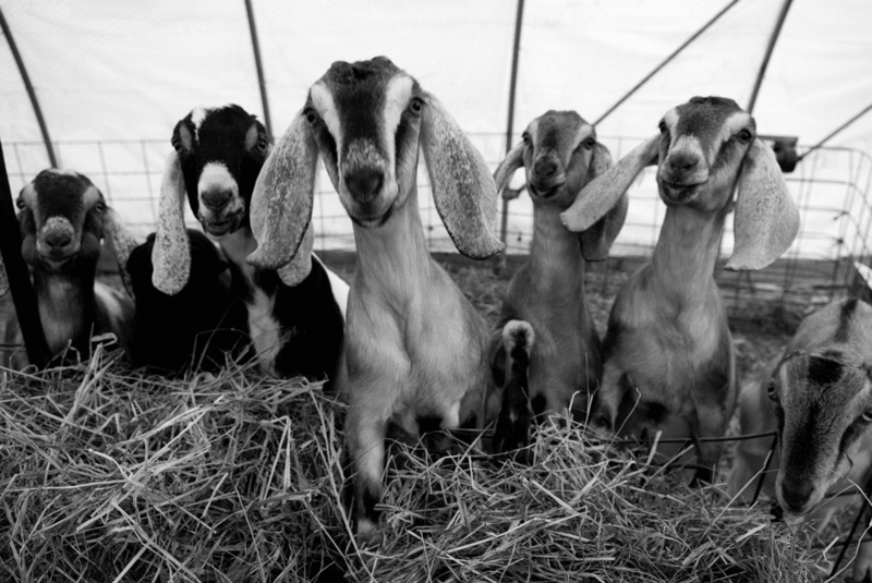 La Mancha and Nubian dairy goats at Lynnhaven Farm. - JENNIFER MAY