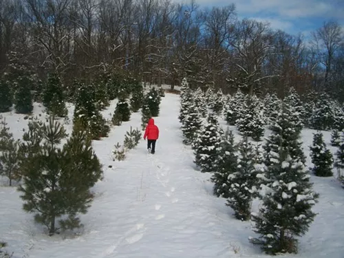 Looking for the perfect tree at Battenfelds Christmas Tree Farm