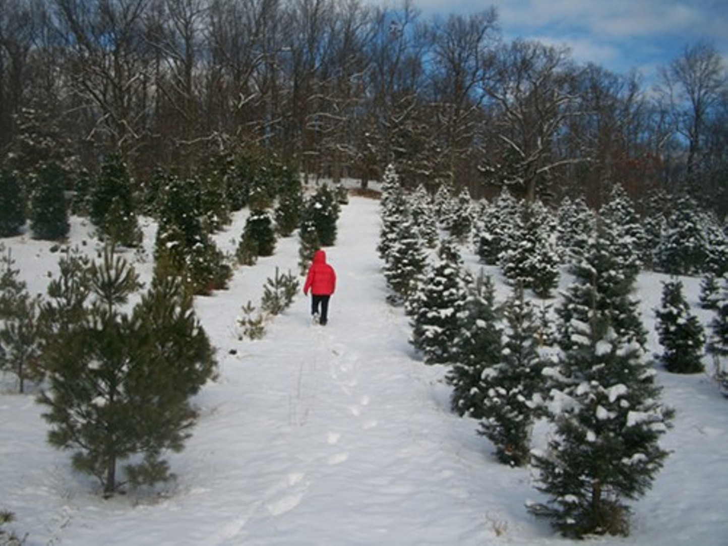 Battenfeld's Christmas Tree Farm: Cut Your Own Tree | Daily Dose ...