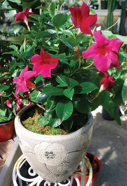 Mandevillas do very well in pots.