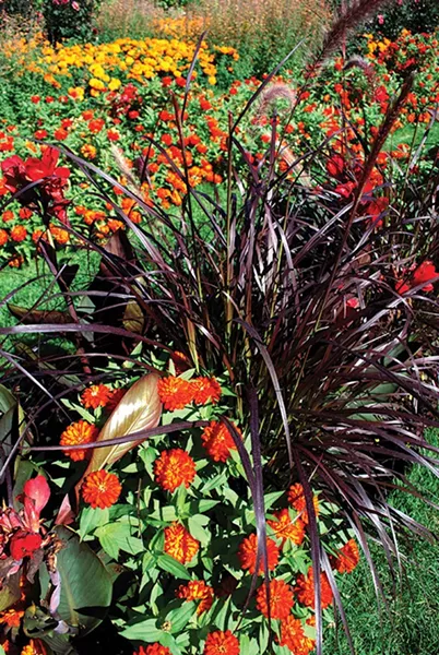 Mohonk’s Koehn likes the contrast of red flowers and dark foliage. - LARRY DECKER