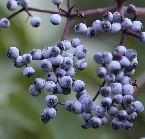 Blue_elderberry_Sambucus_mexicana_berries_close.jpg