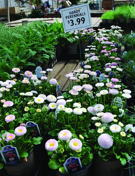 Pete Patel selects individual perennials that are compact at sale size. - LARRY DECKER