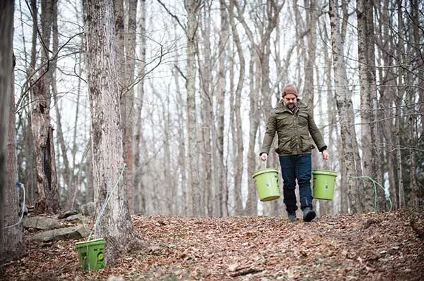 Peter Barrett with buckets of sap collected from trees in Lake Hill, outside Woodstock. - JENNIFER MAY