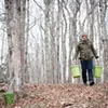 Peter Barrett with buckets of sap collected from trees in Lake Hill, outside Woodstock. Peter Barrett with buckets of sap collected from trees in Lake Hill, outside Woodstock.
