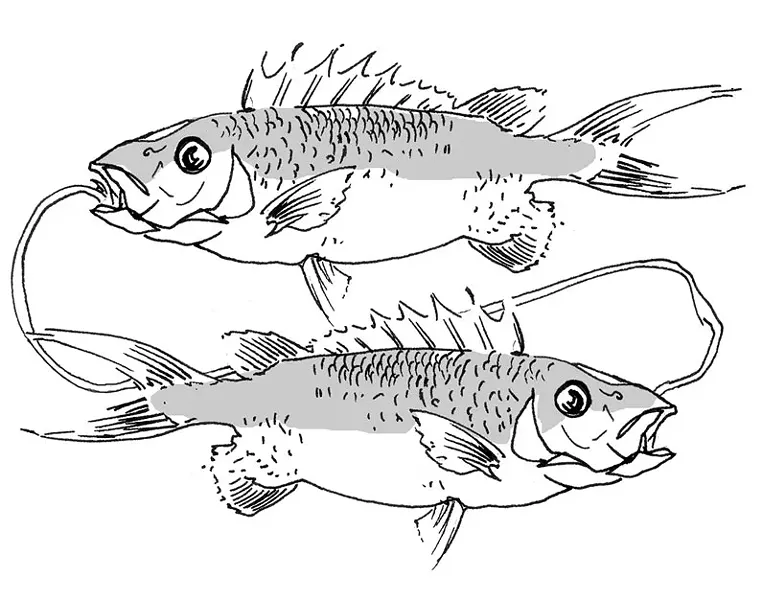 pisces.jpg