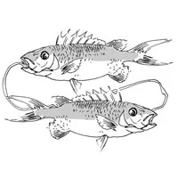 pisces1.jpg
