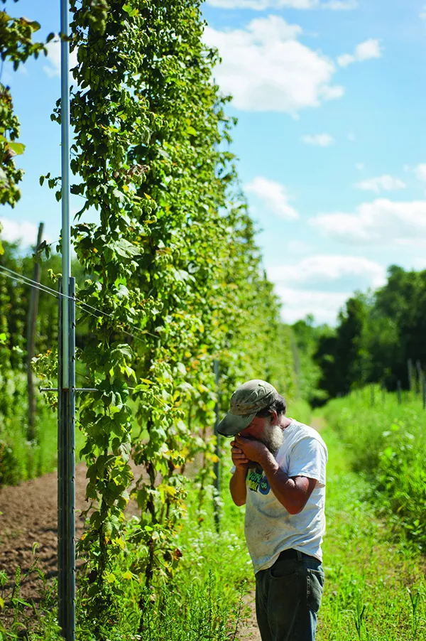 Ray Bradley of Bradley Farm in New Paltz smelling the hops. - ROY GUMPEL